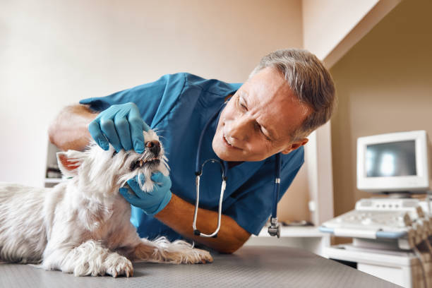 Best Emergency Dental Extractions in Liberty Hill, TX